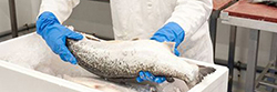Handschoenen detecteerbaar | Hygienepartner.nl
